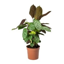 Ctenanthe Compact Star - Never Never Plant -Indoor Plants Store Ctenanthe Compact Star Never Never Plant