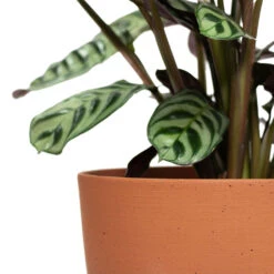 Coral Refined Planter - Canyon Orange -Indoor Plants Store Ctenanthe burle marxii Amabilis Never Never Plant Coral Refined Planter Canyon Orange Close Up