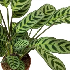 Ctenanthe Burle Marxii Amabilis - Never Never Plant 11 Ctenanthe Burle Marxii Amabilis - Never Never Plant -Indoor Plants Store Ctenanthe burle marxii Amabilis Never Never Plant Leaves