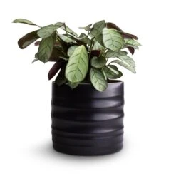 Hadleigh Plant Pot - Charcoal -Indoor Plants Store Ctenanthe burle marxii Amagris Never Never Plant 12x30cm Hadleigh Plant Pot Charcoal 14x13cm 4080c6d9 232d 4d81 b946 d67e32a49a4d
