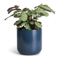 Ctenanthe Burle Marxii Amagris - Never Never Plant 17 Ctenanthe Burle Marxii Amagris - Never Never Plant -Indoor Plants Store Ctenanthe burle marxii Amagris Never Never Plant 12x30cm Lisbon Plant Pot Navy 15x15cm