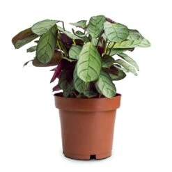 Ctenanthe Burle Marxii Amagris - Never Never Plant 16 Ctenanthe Burle Marxii Amagris - Never Never Plant -Indoor Plants Store Ctenanthe burle marxii Amagris Never Never Plant 12x30cm 85b77995 4b7a 4860 a035 3ce98aeade22