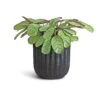 Ctenanthe Burle Marxii Amagris - Never Never Plant 2 Ctenanthe Burle Marxii Amagris - Never Never Plant -Indoor Plants Store Ctenanthe burle marxii Amagris Never Never Plant 14x30cm Duncan Plant Pot Blue Gold 19x18cm c1bde4a1 9e3a 428f 96b3 9f01b85dc5be