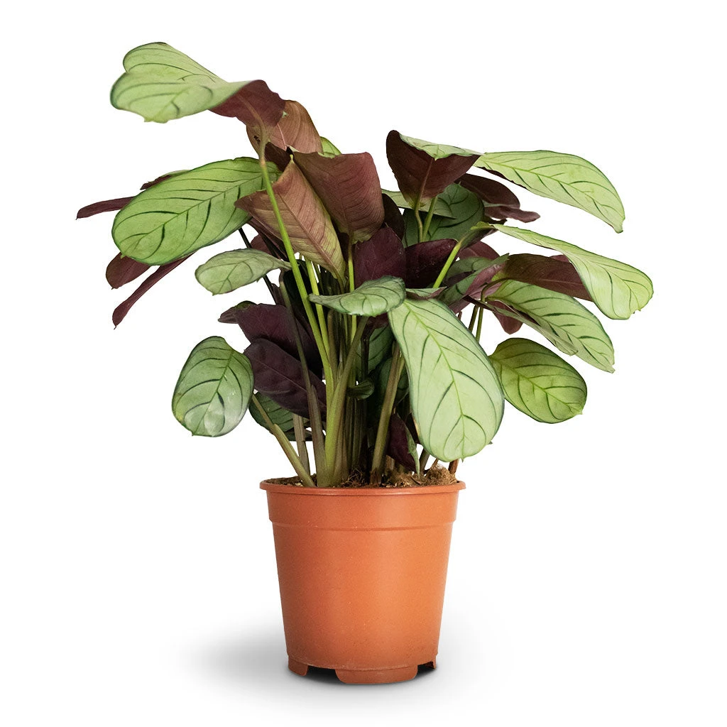 Ctenanthe Burle Marxii Amagris - Never Never Plant 9 Ctenanthe Burle Marxii Amagris - Never Never Plant - Image 7