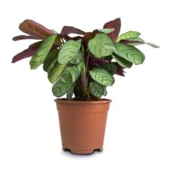 Ctenanthe Burle Marxii Amagris - Never Never Plant 22 Ctenanthe Burle Marxii Amagris - Never Never Plant -Indoor Plants Store Ctenanthe burle marxii Amagris Never Never Plant 14x30cm2 38dd4a47 1ba6 4b9e bf05 a8694421b9c8