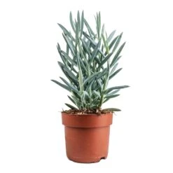 Curio Ficoides Mount Everest - Skyscraper Senecio -Indoor Plants Store Curio ficoides Mount Everest Skyscraper Senecio 12x20cm