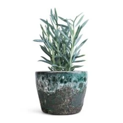 Lava Couple Straight Relic Planter - Jade -Indoor Plants Store Curio ficoides Mount Everest Skyscraper Senecio 12x20cm Lava Couple Straight Relic Planter Jade 19x13cm f72052cd 2eee 480c a4e8 e01c34409380