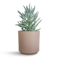 Curio Ficoides Mount Everest - Skyscraper Senecio -Indoor Plants Store Curio ficoides Mount Everest Skyscraper Senecio 12x20cm Prague Plant Pot Taupe 13x13cm 2 0d0d5314 e489 4273 8776 813f0877e5de