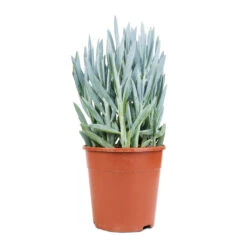 Curio Ficoides Mount Everest - Skyscraper Senecio -Indoor Plants Store Curio ficoides Mount Everest Skyscraper Senecio 14x35cm