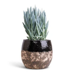 Curio Ficoides Mount Everest - Skyscraper Senecio -Indoor Plants Store Curio ficoides Mount Everest Skyscraper Senecio 14x35cm Lindy Plant Pot Black 19x16cm