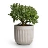 Crassula Ovata Undulata - Curly Jade Plant -Indoor Plants Store Curly Jade Plant 17x25cm Duncan Plant Pot Cement 19x18cm 18bdcf7b 4fa7 4bbd b06a 877701d47e86