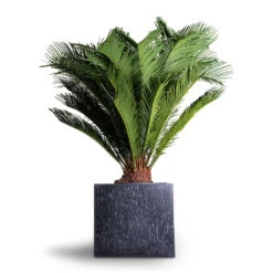Raindrop Cube Planter - Anthracite 19 Raindrop Cube Planter - Anthracite -Indoor Plants Store Cyas Revoluta Sago Palm 27x90cm Raindrop Cube Planter Anthracite 30x30x27cm