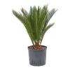 Cycas Revoluta - HydroCare 1 Cycas Revoluta - HydroCare -Indoor Plants Store Cycas revoluta Hydroculture Indoor Plant