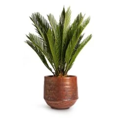 Cycas Revoluta - Sago Palm 20 Cycas Revoluta - Sago Palm -Indoor Plants Store Cycas revoluta Sago Palm 14x50cm Noud Plant Pot Copper 20x17cm