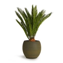 Dex Plant Pot - Forrest -Indoor Plants Store Cycas revoluta Sago Palm 19x65cm Dex Plant Pot Forrest 28x25cm