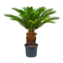 Cycas Revoluta - Sago Palm 30 Cycas Revoluta - Sago Palm -Indoor Plants Store Cycas revoluta Sago Palm 31x110 30 Stems