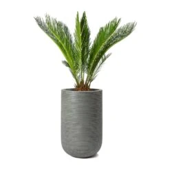 Cody Plant Vase - Ridged Dark Grey -Indoor Plants Store Cycas revoluta Sago Palm Cody Plant Vase Ridged Cement 47904c26 14f0 4d16 850b 8f63823a40a6