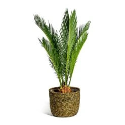Cycas Revoluta - Sago Palm 25 Cycas Revoluta - Sago Palm -Indoor Plants Store Cycas revoluta Sago Palm Maartje Plant Baskets Set of 5 Camel