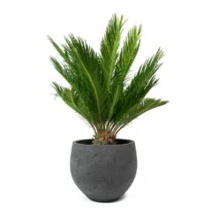 Mini Orb Kevan Plant Pot - Black Washed -Indoor Plants Store Cycas revoluta Sago Palm Mini Orb Kevan Plant Pot Black Washed bd11d392 c1ba 4424 89d1 2dd7b512b96b