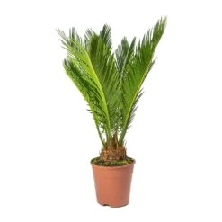 Cycas Revoluta - Sago Palm 26 Cycas Revoluta - Sago Palm -Indoor Plants Store Cycas revoluta Sago Palm Small