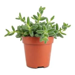 Delosperma Echinatum - Pickle Plant -Indoor Plants Store Delosperma echinatum Pickle Plant 12x20cm