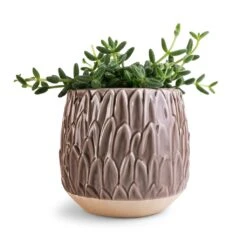 Arles Leaf Plant Pot - Mocha 10 Arles Leaf Plant Pot - Mocha -Indoor Plants Store Delosperma echinatum Pickle Plant 12x20cm Arles Leaf Plant Pot Mocha 17x17cm ea600853 148c 4596 9421 cb6c78a23702