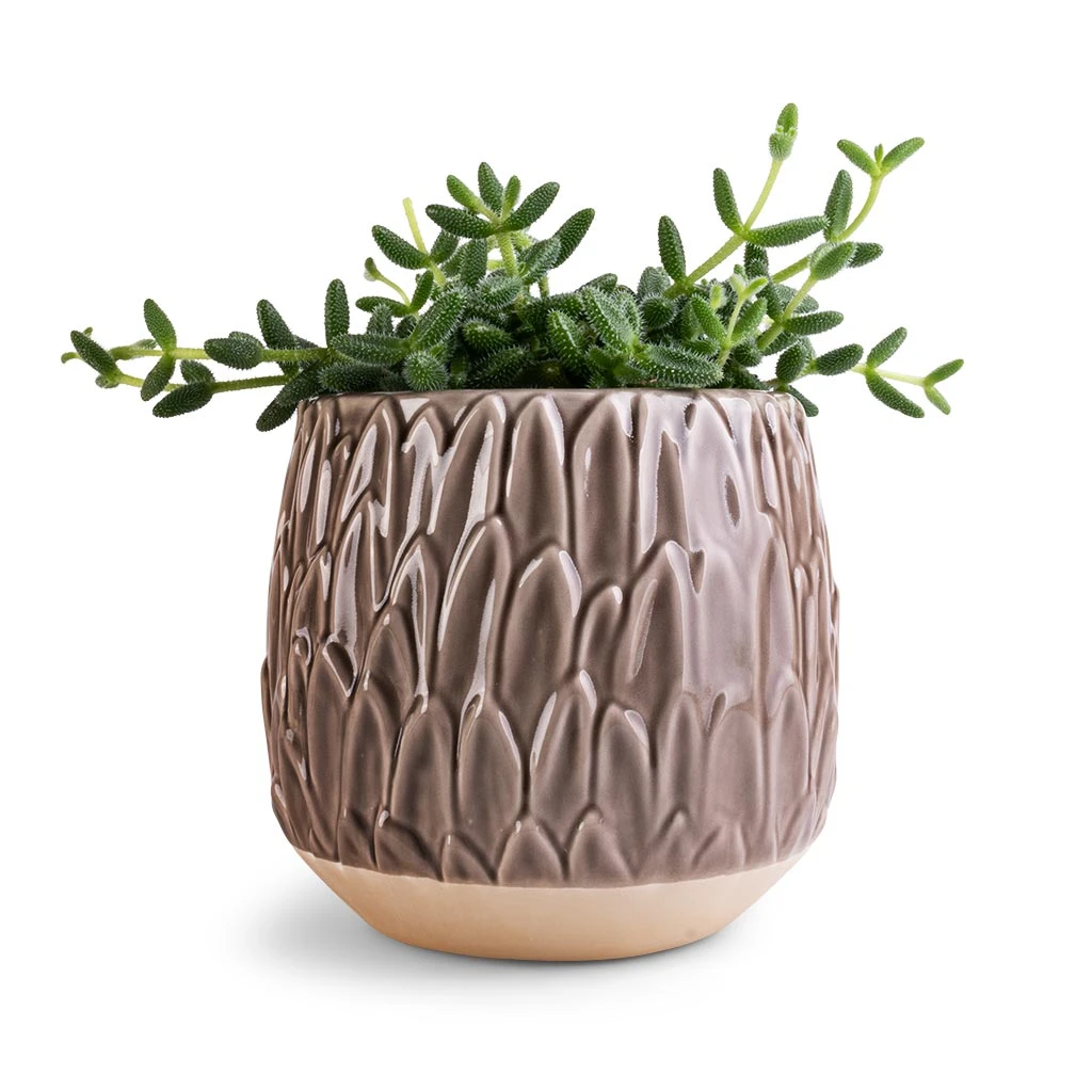 Arles Leaf Plant Pot - Mocha 5 Arles Leaf Plant Pot - Mocha - Image 3