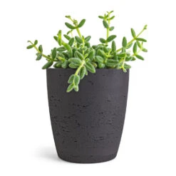 Gerben Plant Pot - Black Washed -Indoor Plants Store Delosperma echinatum Pickle Plant 12x20cm Gerben Plant Pot Black Washed 15x16cm 0cb11bd8 19b8 4de0 9885 32af85ccc2a5