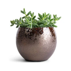 Delosperma Echinatum - Pickle Plant -Indoor Plants Store Delosperma echinatum Pickle Plant 12x20cm Kae Plant Pot Mocha 17x13cm