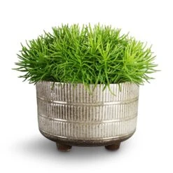 Denise Plant Bowl - Fossil -Indoor Plants Store Denise Plant Bowl Fossil Senecio 5d6350e8 206a 427c b87e 81f195ac2322