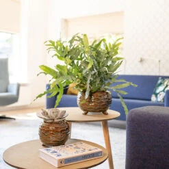 Dewi Plant Pot - Marrakesh -Indoor Plants Store Dewi Plant Pot Marrakesh Lifestyle 01