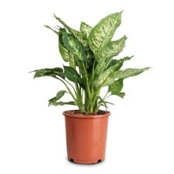 Dieffenbachia Compacta - Dumb Cane -Indoor Plants Store Dieffenbachia Compacta Dumb Cane 17x60cm