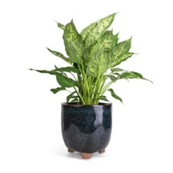 Dieffenbachia Compacta - Dumb Cane -Indoor Plants Store Dieffenbachia Compacta Dumb Cane 17x60cm Kaat Plant Pot Petrol 20x20cm