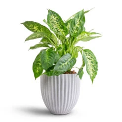 Lagos Plant Pot - Cement -Indoor Plants Store Dieffenbachia Compacta Dumb Cane 17x60cm Lagos Plant Pot Cement 20x20cm 60d9887c 8952 48bc a72c ffee46e46d3a