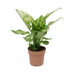 Dieffenbachia Compacta - Dumb Cane -Indoor Plants Store Dieffenbachia Compacta Dumb Cane