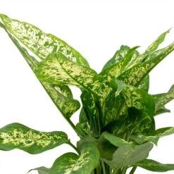 Dieffenbachia Compacta - Dumb Cane -Indoor Plants Store Dieffenbachia Compacta Dumb Cane Leaves