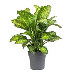 Dieffenbachia Maroba - Dumb Cane 15 Dieffenbachia Maroba - Dumb Cane -Indoor Plants Store Dieffenbachia Maroba Dumb Cane 21x70cm
