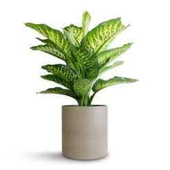 Dieffenbachia Maroba - Dumb Cane 19 Dieffenbachia Maroba - Dumb Cane -Indoor Plants Store Dieffenbachia Maroba Dumb Cane 21x70cm Puk Refined Planter Clouded Grey 25x24.5cm d01010a9 a27c 46c0 b861 afb43de88e57