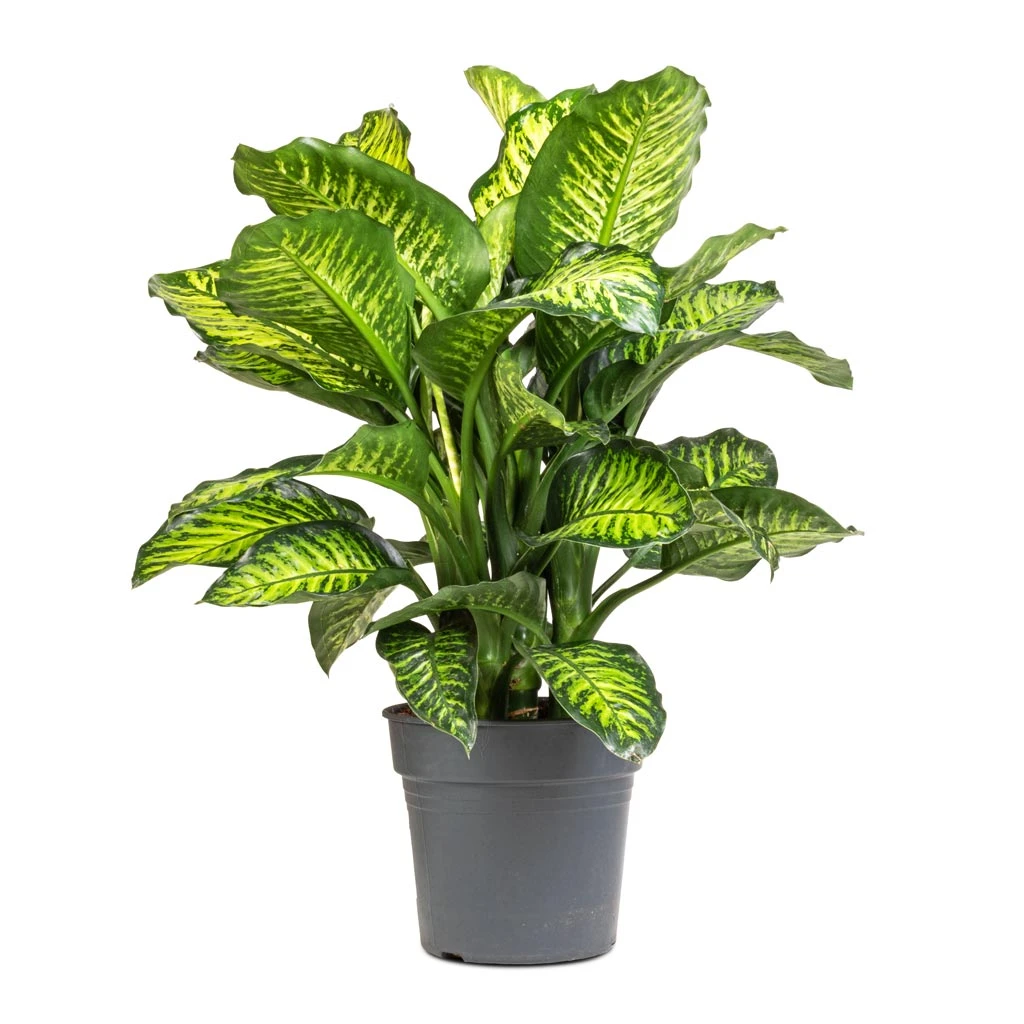 Dieffenbachia Maroba - Dumb Cane 5 Dieffenbachia Maroba - Dumb Cane - Image 3