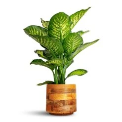 Helle Plant Pot - Natural 32 Helle Plant Pot - Natural -Indoor Plants Store Dieffenbachia Maroba Dumb Cane 30x80cm Helle Plant Pot Natural 23x21cm 28ff0ce3 afa9 41b8 af91 205fc349d088