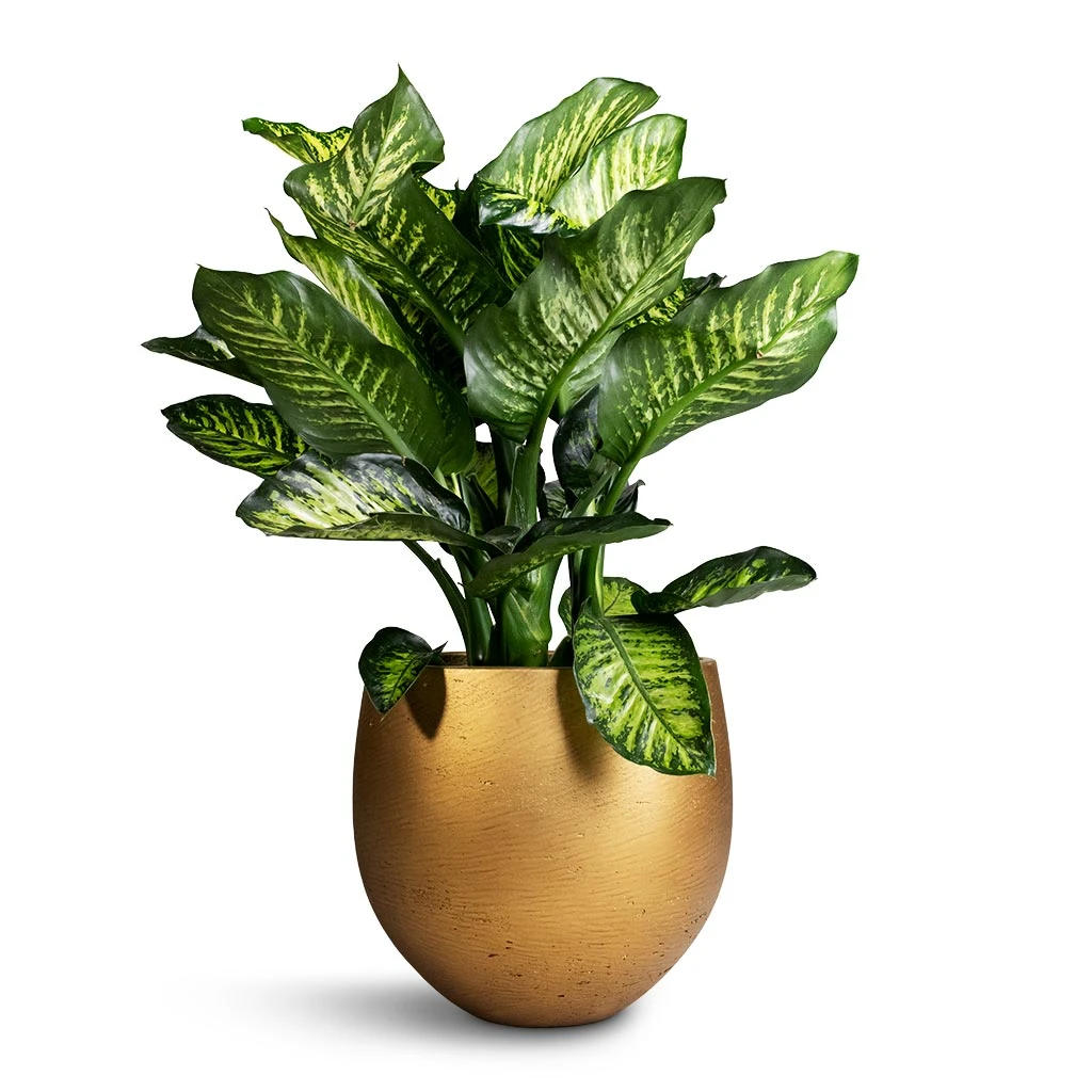 Dieffenbachia Maroba - Dumb Cane 10 Dieffenbachia Maroba - Dumb Cane - Image 8