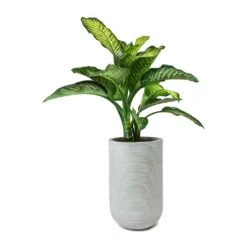 Dieffenbachia Maroba - Dumb Cane 22 Dieffenbachia Maroba - Dumb Cane -Indoor Plants Store Dieffenbachia Maroba Dumb Cane Cody Plant Vase Ridged Cement