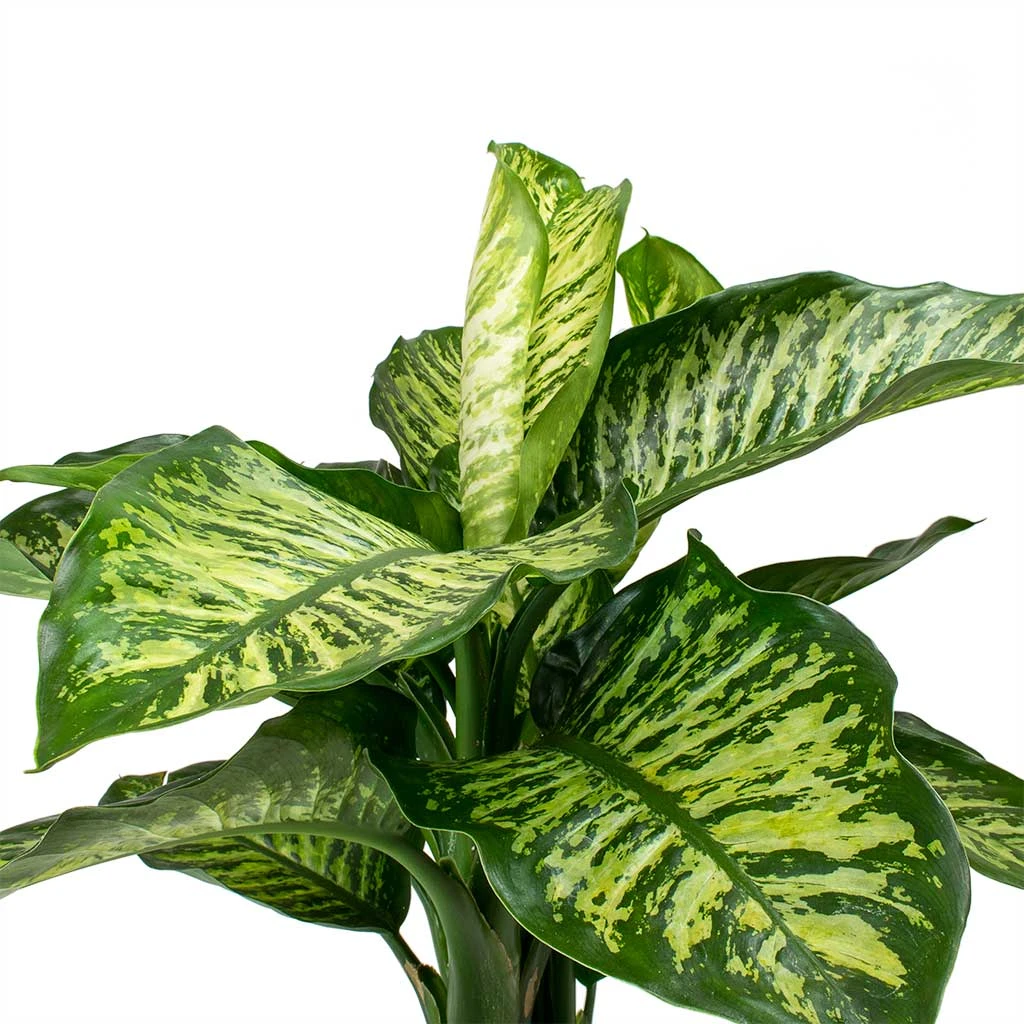 Dieffenbachia Maroba - Dumb Cane 4 Dieffenbachia Maroba - Dumb Cane - Image 2
