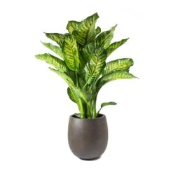 Dieffenbachia Maroba - Dumb Cane 21 Dieffenbachia Maroba - Dumb Cane -Indoor Plants Store Dieffenbachia Maroba Dumb Cane Rusty Iron Concrete Balloon Planter