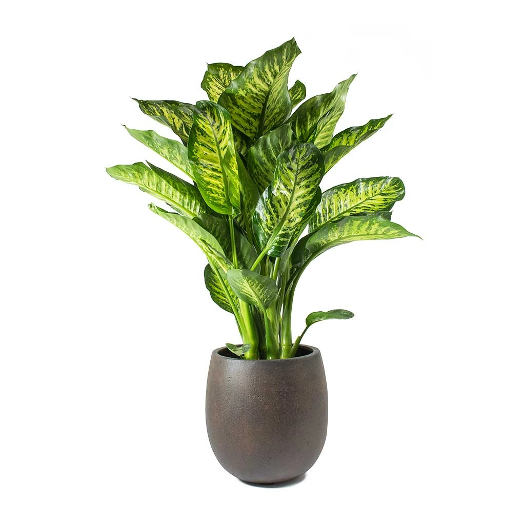 Dieffenbachia Maroba - Dumb Cane 11 Dieffenbachia Maroba - Dumb Cane - Image 9