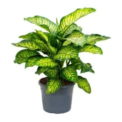 Dieffenbachia Maroba - Dumb Cane 18 Dieffenbachia Maroba - Dumb Cane -Indoor Plants Store Dieffenbachia Maroba Dumb Cane 158bf0fe 2166 4d1f 971a 1da18d7b34de