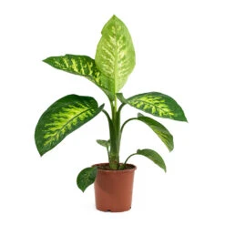 Dieffenbachia Seguine Tropic Snow - Dumb Cane -Indoor Plants Store Dieffenbachia seguine Tropic Snow Dumb Cane 17cm