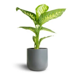 Dieffenbachia Seguine Tropic Snow - Dumb Cane -Indoor Plants Store Dieffenbachia seguine Tropic Snow Dumb Cane 17x60cm Lisbon Plant Pot Charcoal 19x19cm