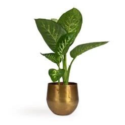 Dieffenbachia Seguine Tropic Snow - Dumb Cane -Indoor Plants Store Dieffenbachia seguine Tropic Snow Dumb Cane 17x75cm Ayka Metal Plant Pots Set4 Old Camel
