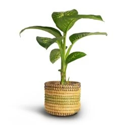 Dieffenbachia Seguine Tropic Snow - Dumb Cane